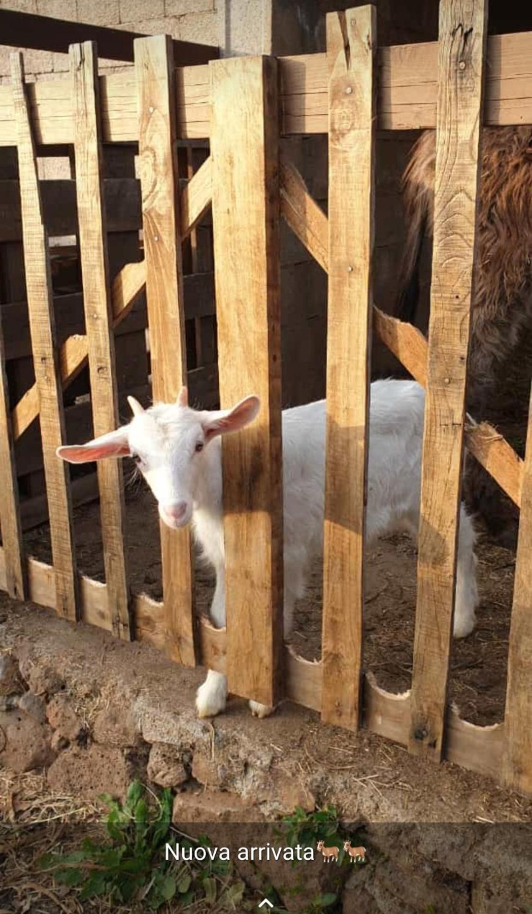 Azienda Agricola Affittacamere S'Ispinalba Di Laura Pitzolu Borore Bagian luar foto